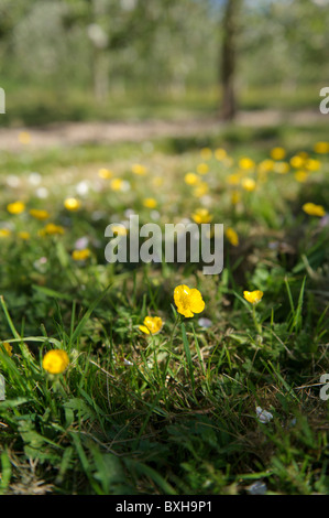 Buttercup in einer Apfelplantage Stockfoto