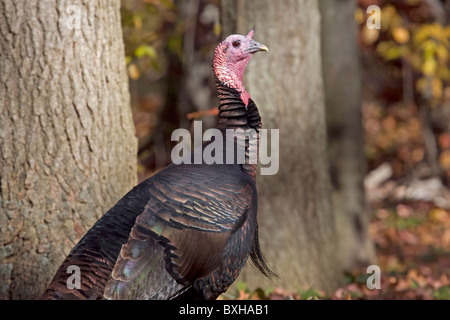 Osttürkei Wild Stockfoto