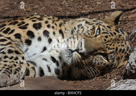 Amur-Leopard Stockfoto