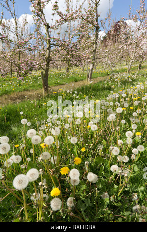 Löwenzahn zwischen Baumreihen in einer Apfelplantage Herefordshire Stockfoto