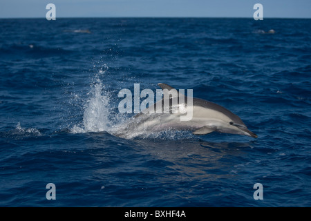 Kurzer Schnabel Gemeinen Delphin, Delphinus Delphis, springen, Pico, Azoren, Portugal Stockfoto