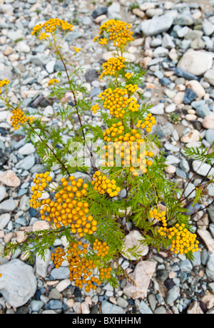 Gemeinsamen Rainfarn Blüten in einem Bachbett, Methow Valley, Washington, USA. Stockfoto