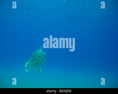 Suppenschildkröte, Suppenschildkröte, Chelonia Mydas, Abu Dabab, Marsa Alam, Ägypten, wild Stockfoto