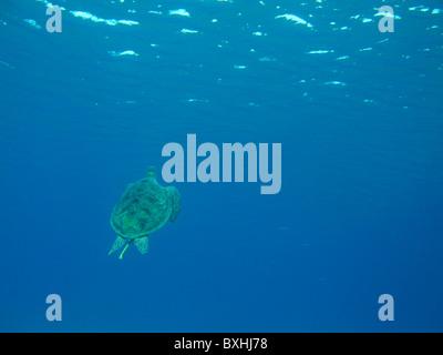 Suppenschildkröte, Suppenschildkröte, Chelonia Mydas, Abu Dabab, Marsa Alam, Ägypten, wild Stockfoto