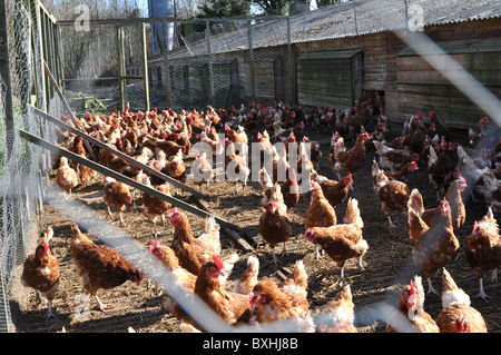 Intensive Hühnerzucht - Aufnahme außerhalb der coop Stockfoto