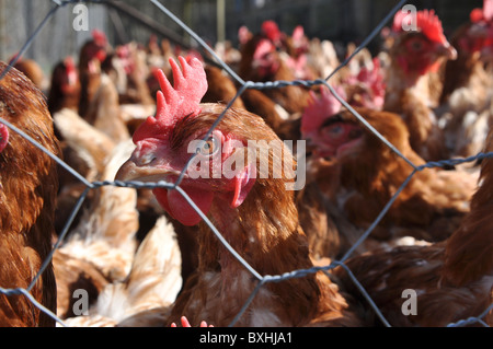 Intensive Hühnerhaltung.  Close-up auf die Hühner Stockfoto