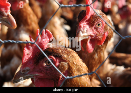 Intensive Hühnerhaltung.  Close-up auf die Hühner-Köpfe Stockfoto