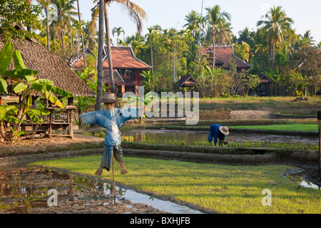 Reis Reisfelder nr Chiang Mai, Thailand Stockfoto