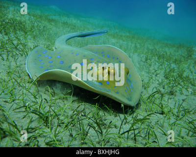 Bluespotted Stingray, Blaupunkt-Stechrochen, Taeniura Lymma, Marsa Alam, Abu Dabab, Ägypten, wild Stockfoto