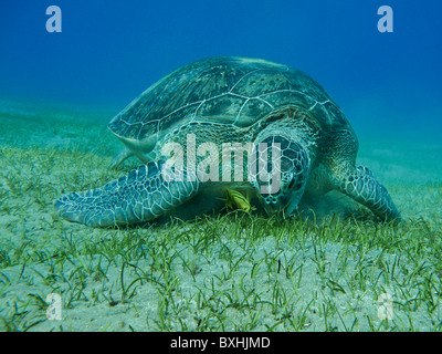 Grüne Schildkröte, Suppenschildkröte, Chelonia Mydas, Abu Dabab, Marsa Alam, Ägypten, Weiden auf Seegraswiesen, wild Stockfoto