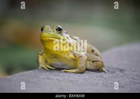 Amerikanischer Ochsenfrosch Stockfoto