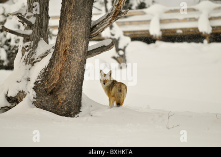 Wilden Kojoten im Winter - Yellowstone-Nationalpark Stockfoto