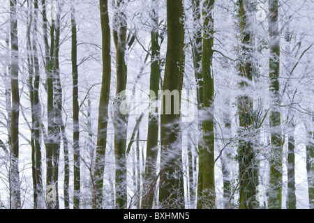 Winterbäume & Frost, Gloucestershire, UK Stockfoto