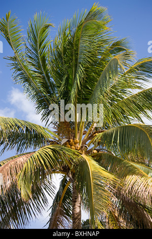 Royal Palm Kokospalme, Roystonea in South Beach, Miami, Florida, Vereinigte Staaten von Amerika Stockfoto