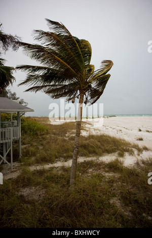 Kokospalme bei windigem Wetter an der Küste auf Anna Maria Island, Florida Stockfoto