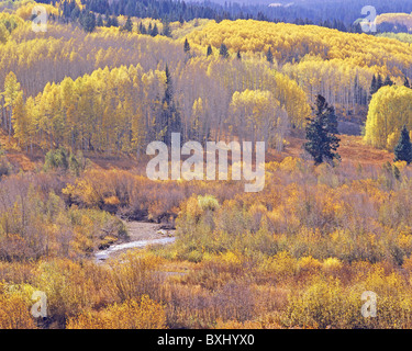 Berg-Wiese und Aspen Waldungen im Herbst, Kebler Pass Road westlich von Crested Butte, Gunnison National Forest, Colorado, USA Stockfoto