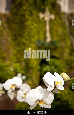 Orchidee in einem Garten in Savannah, Georgia, USA. Stockfoto