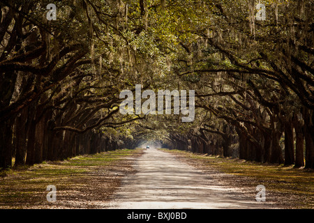 Stattlichen Eichen Allee auf Wormsloe Plantage in Savannah, Georgia, USA. Stockfoto