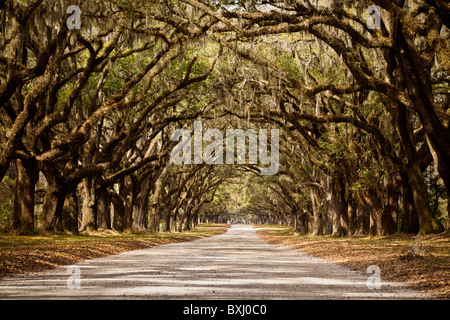 Stattlichen Eichen Allee auf Wormsloe Plantage in Savannah, Georgia, USA. Stockfoto