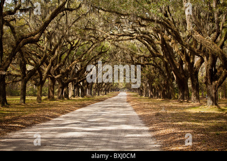 Stattlichen Eichen Allee auf Wormsloe Plantage in Savannah, Georgia, USA. Stockfoto