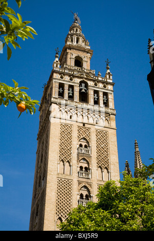 Giralda (ehemalige Moschee Minarett Kathedrale Glockenturm umgebaut) hinter orange Fruchtbaum / Bäume. Sevilla / Sevilla. Spanien. Stockfoto