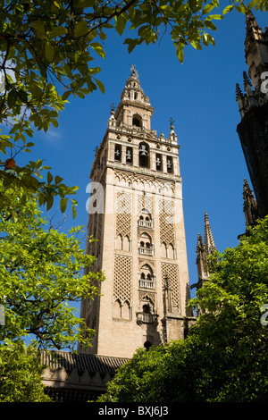 Giralda (ehemalige Moschee Minarett Kathedrale Glockenturm umgebaut) hinter orange Fruchtbaum / Bäume. Sevilla / Sevilla. Spanien. Stockfoto