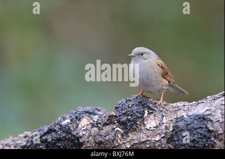 Heckenbraunelle beobachtet - Hedge beobachtet - Hedge-Spatz (Prunella Modularis) stehend auf einem gefallenen toten Baumstamm im winter Stockfoto