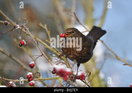 Eurasische Amsel - gemeinsame Amsel (Turdus Merula) weiblich Essen Haws in Weißdorn in Winter - Louvain-La-Neuve - Belgien Stockfoto