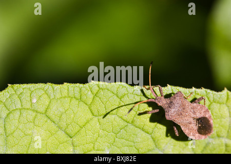 Squash-Bug (Coreus Marginatus) Stockfoto