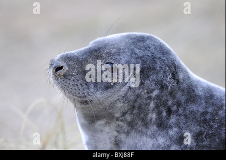 Grey seal (Halychoerus Grypus - Halichoerus Grypus) Portrait von einem grauen pup - Lincolnshire - England Stockfoto