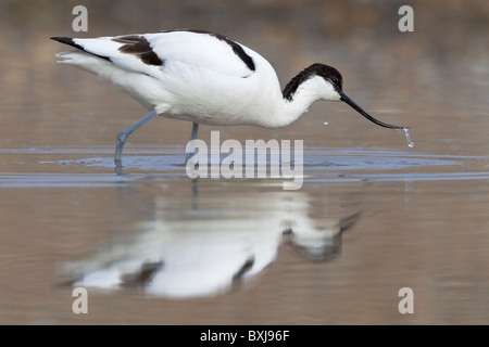 Ein Erwachsener Säbelschnäbler / Pied Avocet Angeln in einer Lagune Stockfoto