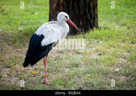 Weißstorch (Ciconia Ciconia) auf einer Wiese, geringe Schärfentiefe. Stockfoto
