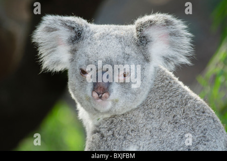 niedlichen Koala (Phascolarctos Cinereus) in Perth, Australien Stockfoto
