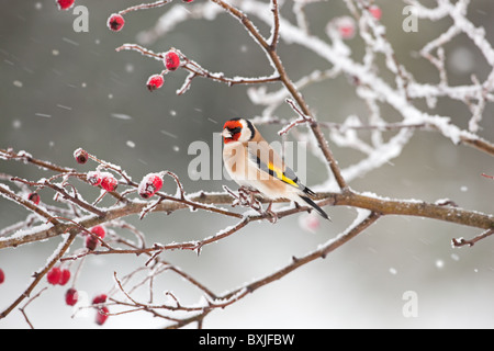 Stieglitz Zuchtjahr Zuchtjahr auf Hagebutten im Schnee Stockfoto