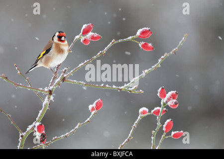 Stieglitz Zuchtjahr Zuchtjahr auf Hagebutten im Schnee Stockfoto