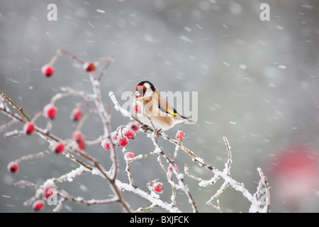 Stieglitz Zuchtjahr Zuchtjahr auf Hagebutten im Schnee Stockfoto