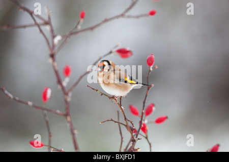 Stieglitz Zuchtjahr Zuchtjahr auf Hagebutten im Schnee Stockfoto