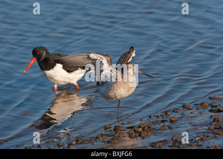 Einzelnen Austernfischer Haematopus Ostralegus Fütterung am Ufer Stockfoto