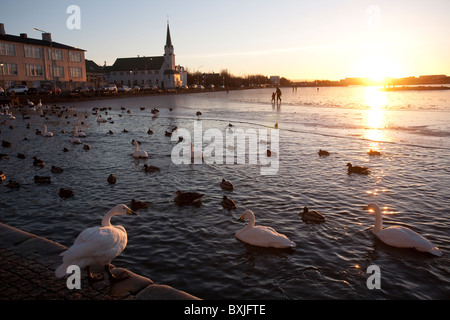 Fríkirkjan Kirche Enten, Gänse und Schwäne am Tjörnin-Sees im Zentrum von Reykjavik, Hauptstadt von Island. Foto: Jeff Gilbert Stockfoto