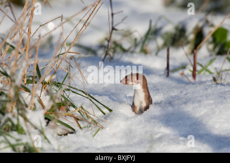 Wiesel Mustela Nivalis Jagd im Schnee Stockfoto