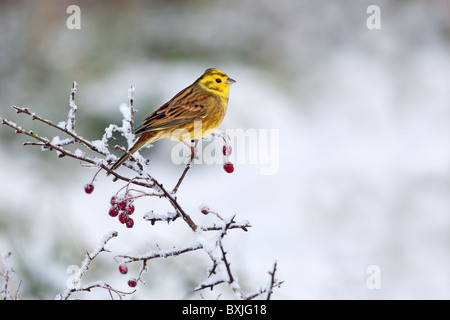 Die Goldammer wären Emberiza citrinella auf schneebedeckten Hecke im Winter Stockfoto