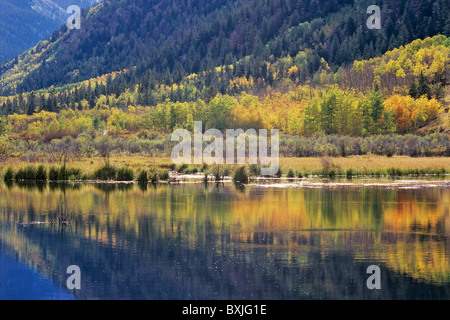 Beaver pond reflecting autumn colors, Cottonwood Creek, San Isabel National Forest, Colorado, USA Stockfoto