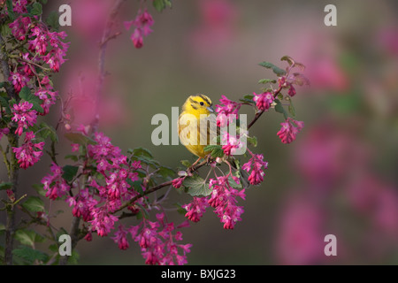 Die Goldammer wären Emberiza Citrinella an blühenden aktuelle Blüte Stockfoto