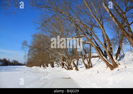 Baum am Fluss Stockfoto