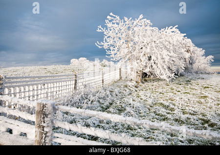 Frostige Winterlandschaft, Haresfield Leuchtfeuer, Gloucestershire, Cotswolds, UK Stockfoto