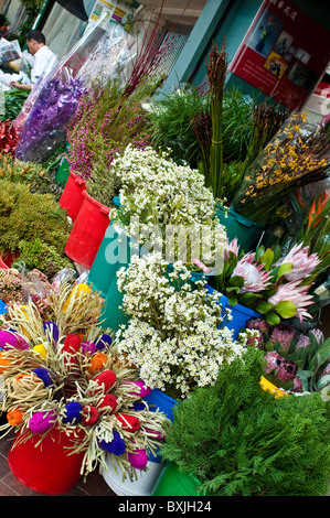 Blumenmarkt, Mong Kok, Kowloon, Hong Kong, China Stockfoto