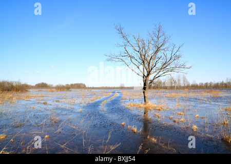 Eiche im Wasser Stockfoto