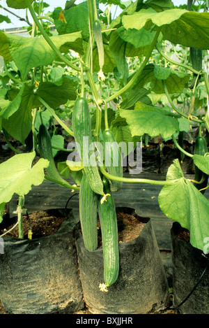 Hydroponic Gurken 'Raja' Sorte. Stockfoto