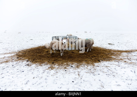 Schafe, die Fütterung von Heu Feeder unter winterlichen Bedingungen, Schnee und Frost Nebel in der Nähe von Glasgow, Schottland Stockfoto