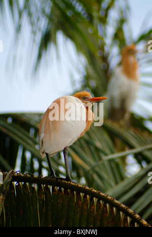 Eine asiatische Kuhreiher, manchmal genannt ein Reiher Vogel in Bali, Quartiere im Dorf Petulu unweit von Ubud. Stockfoto